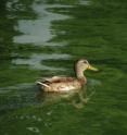 A duck swims through a harmful algal bloom near The Ohio State University's Stone Laboratory on Gibraltar Island in Lake Erie in 2009.