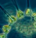Phytoplankton, the single-celled plants that perform half of the world's photosynthetic activity, are sensitive to climate change. New research is shedding light on how their populations will rise, fall and shift as the Earth warms.