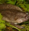This is a photo of a new species of African clawed frog.