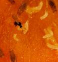 A parasitic wasp (<em>Leptopilina boulardi</em>) lays its eggs into larvae of the vinegar fly <em>Drosophila melanogaster</em>. In nature, many <em>Drosophila</em> larvae are killed this way. However, both larvae and adult flies are able to sense and actively avoid the wasps' odor.