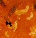 A parasitic wasp (<i>Leptopilina boulardi</i>) lays its eggs into larvae of the vinegar fly <i>Drosophila melanogaster</i>. In nature, many <i>Drosophila</i> larvae are killed this way. However, both larvae and adult flies are able to sense and actively avoid the wasps' odor.