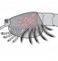 Illustration of <em>Waptia fieldensis</em> (middle Cambrian) shows eggs brooded between the inner surface of the carapace and the body.