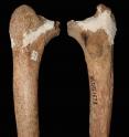 This is a newly described 14,000 year old pre-modern thigh bone from the Red Deer Cave people of Southwest China.