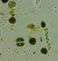 Warmer temperatures increase biodiversity and photosynthesis in phytoplankton.