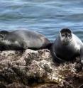 Seals in Russia's Lake Baikal are a species that will be affected by lake warming.