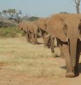 This photo shows the Hardwoods family walks in Samburu National Reserve led by their matriarch Rosewood.