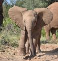 This photo shows a young calf from the Mountain Ranges family mock charging researchers as his cousin and mother feed nearby.