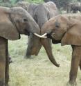 This photo shows two young females from different elephant families interact while an older relative watches nearby.
