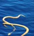 This is a photograph of the rare short nosed sea snake discovered on Ningaloo reef, Western Australia.