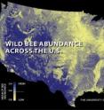 The first national study to map US wild bees suggests they're disappearing in many of the country's most important farmlands, including California's Central Valley, the Midwest's corn belt, and the Mississippi River valley. (Relatively low abundances are shown here in yellow; higher abundances in blue.) If losses of these crucial pollinators continue, the new nationwide assessment indicates that farmers will face increasing costs, and that the problem may even destabilize the nation's crop production. The findings were published Dec. 21, 2015, in the <em>Proceedings of the National Academy of Sciences</em> and led by scientists at the University of Vermont's Gund Institute for Ecological Economics.