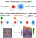 How do developmental programs ensure that stripes patterns always point in the same direction (e.g., what makes the fingers form parallel to the arm)? This graphical abstract shows how a simple model of Turing stripe formation predicts three distinct ways to orient stripes that apply to a wide variety of biological mechanisms.