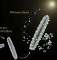 The bacterium <em>Moorella thermoacetica</em> is being used to perform photosynthesis and also to synthesize semiconductor nanoparticles in a hybrid artificial photosynthesis system for converting sunlight into valuable chemical products.