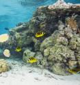 Researchers at the University of Delaware find that butterflyfish avoid coral that has been in contact with seaweed and their change in appetite may be an early warning of trouble for the reef. Their paper, which appeared this week in the Nature publication <i>Scientific Reports</i>, is the first to critically evaluate the impact coral-seaweed interactions will have on coral associated reef fishes, a key component of coral reef resilience.