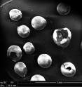 Scanning electron microscopy image of hollow spheres made from sucrose.