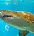 Researchers from WCS's New York Aquarium have discovered a nursery ground for the sand tiger shark in Great South Bay, an estuary on Long Island's south shore. The species is not considered dangerous to humans.