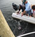 Researchers attempt to capture a juvenile sand tiger shark. In 2015, NY Seascape scientists succeeded in capturing and releasing 15 juvenile sharks in an attempt to understand more about the species in local waters.