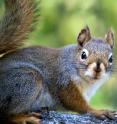 Researchers of a University of Guelph-led study found a link between healthier communities of micro-organisms and low stress in wild squirrels.