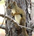 Researchers of a University of Guelph-led study found a link between healthier communities of micro-organisms and low stress in wild squirrels.