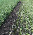 Right, faba bean was cut for 'green manure' just after the flowering stage. The remaining plants cover the soil, add nitrogen and other nutrients, and improve soil conditions. The plants on the left were allowed to grow to the dry bean stage, then harvested.