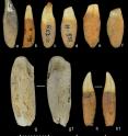 Dolphin teeth found in midden indicate that islanders were eating dolphin meat. (A-F and H) Delphinus, common dolphin. (G) Tursiops, bottlenose dolphin.