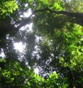 The consistency found in size structure across tropical rainforests appears to be driven by competition for light among small individual trees following a break in the canopy cover.