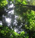 Rainforests around the globe have a remarkably consistent pattern of tree sizes. Now researchers have found that the reason for this structure has to do with the competition for sunlight after a large tree falls and leaves an opening in the canopy. The newly available sunlight enables the understory trees to grow quickly until a few outstrip the others and block the light from reaching their shorter counterparts. The process of moving from fast growth in the sun to slow growth in the shade sets up the characteristic size structure that is common across tropical rainforests, according to research conducted by Caroline Farrior while a postdoctoral research associate at the Princeton Environmental Institute working with Stephen Pacala, Princeton's Frederick D. Petrie Professor in Ecology and Evolutionary Biology.