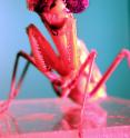 This is a mantis wearing 3D glasses.