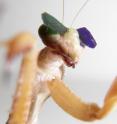 This is a mantis wearing 3D glasses.
