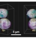 These 3-D elemental association maps generated using transmission X-ray tomography show the cathode material made by Berkeley Lab Marca Doeff and her team using spray pyrolysis.