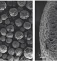 Electron microscope images zoom in to show details of the NMC cathode particles. From left: Hollow NMC spheres, just 10 millionths of a meter in diameter, are made up of much smaller particles about 100 billionths of a meter across, visible in the second image. The third image is a close-up of a few of these nanoscale particles. At right, the microscope zooms in on the interface between two nanoscale particles, revealing individual atoms. The particles are slightly offset in a way that allows lithium ions from the battery's electrolyte to move in and out (arrow) during charging and discharging.