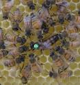 If a worker behaves altruistically and helps rear her sisters' offspring, she will ensure that her matrigenes -- those genes she inherits from her queen mother -- are passed on to the next generation.  this image shows honey bee workers caring for their queen moher by grooming her.
