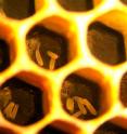 This image shows eggs laid by reproductive workers in the absence of a queen.  Reproductive workers lay multiple eggs per honeycomb cell.
