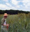 Longin is in a tall field of emmer.