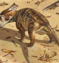 This is a life reconstruction of baby <em>Chasmosaurus</em>, by paleo artist Michael Skrepnick.