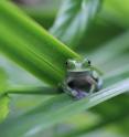 A new study by WCS and other groups offers a glimmer of hope for some amphibian populations decimated by the deadly chytrid fungus.