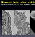 Nanotubes fuse to form vesicles. Extracellular vesicles are a product of nanotubes.