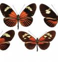 This image shows a range of wing pattern combinations in various <em>Heliconius</em> butterfly species. Clockwise from top left: <em>elevatus; contigua; rosina; meriana; malleti</em>.