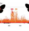 This image shows genetic switches for dennis and ray wing patterns in <em>Heliconius</em> butterflies, located next to each other in a <em>Heliconius</em> genome.