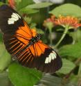 One of the <em>Heliconius</em> butterfly species, <i>melpomene aglaope</i>, with both the dennis forewing red patches and ray hindwing red pattern is shown. Research shows these two red color patterns are controlled by separate genetic switches that arose in completely different species.