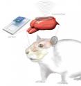 This is an artist's rendering of the brain sensor and wireless transmitter monitoring a rat's brain.