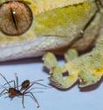 This image shows a gecko and ant.