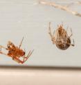 Cobweb spiders, like this male (left) and female (right) common house spider (<i>Parasteatoda tepidariorum</i>), are common members of the household arthropod fauna.