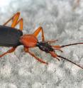 Ground beetles, such as this false bombardier beetle (<i>Galerita sp.</i>), are happy out in nature, but will often wander into homes and roam around looking for prey (or a way to make it back outside).