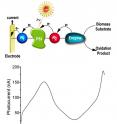 Novel photo-bioelectrochemical cells point to a new method to photonically drive biocatalytic fuel cells while generating electrical power from solar energy.