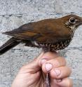 This is the Himalayan Forest Thrush <i>Zoothera salimalii</i>, Dulongjiang, Yunnan province, China, June 2014.