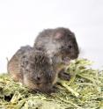 Common in pastures and fallow fields throughout the Midwest, prairie voles living in close quarters are less stressed out, finds a new study.