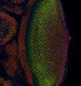 The fruit fly's eye is an intricate pattern of many different specialized cells, and scientists use it as a workhorse to study what goes wrong in human cancer. In a new study of the fly's eye, Northwestern University researchers have gained insight into how developing cells normally switch to a restricted, or specialized, state and how that process might go wrong in cancer.