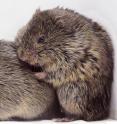 Researchers have discovered that a social laboratory rodent, the prairie vole, shows an empathy-based consoling response when other voles are distressed.