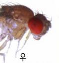 Some female <i>Drosophila erecta</i> fruit flies have a dark coloration that camouflages them as males, reducing the number of copulations and, therefore, the amount of injury.