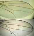 A comparison of normal (top) and disrupted wing development (bottom) shows a missing vein (red circle) resulting from the reduction in error-checking that accompanied the wing-broadening that helped the fly adapt to living at a higher altitude.